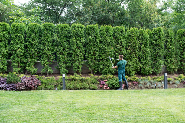 Best Lawn Pest Prevention  in Hammond, WI