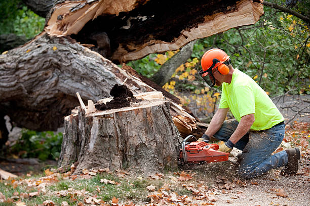 Tree and Shrub Care in Hammond, WI