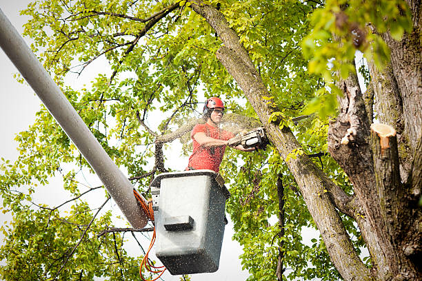  Hammond, WI Tree Services Pros